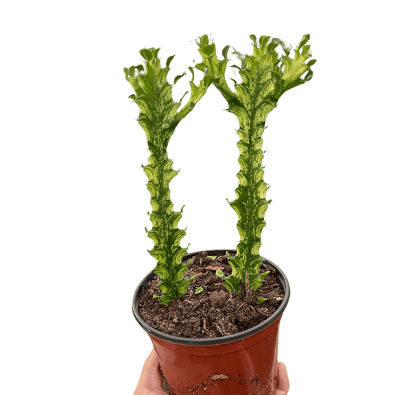 euphorbia succulent plant Euphorbia 'Mint Cream' Cactus