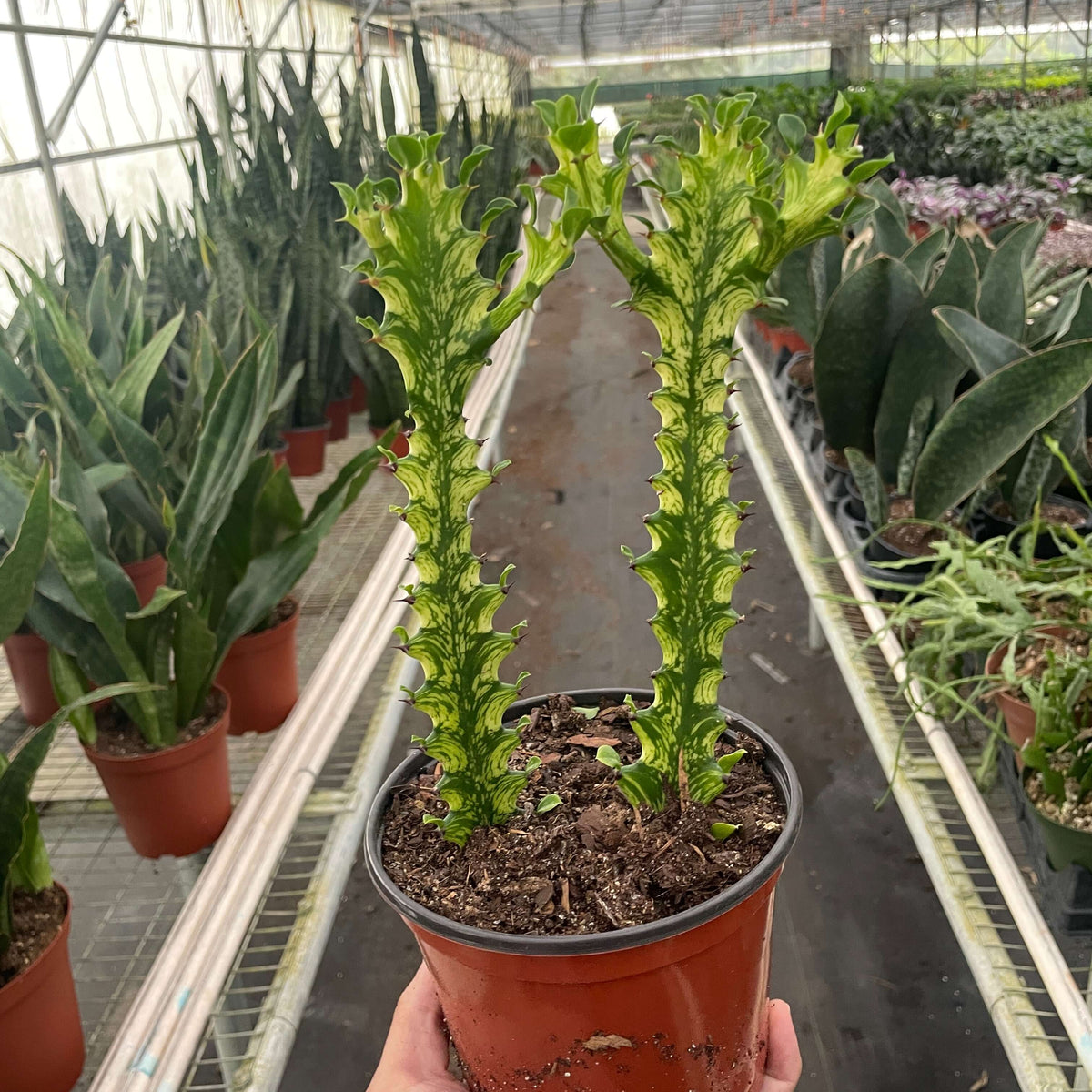 Euphorbia 'Mint Cream' | Easy Care | All About Planties | Plants from All About Planties™™