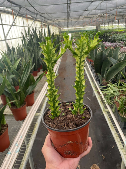 Euphorbia 'Mint Cream' | Easy Care | All About Planties | Plants from All About Planties™™
