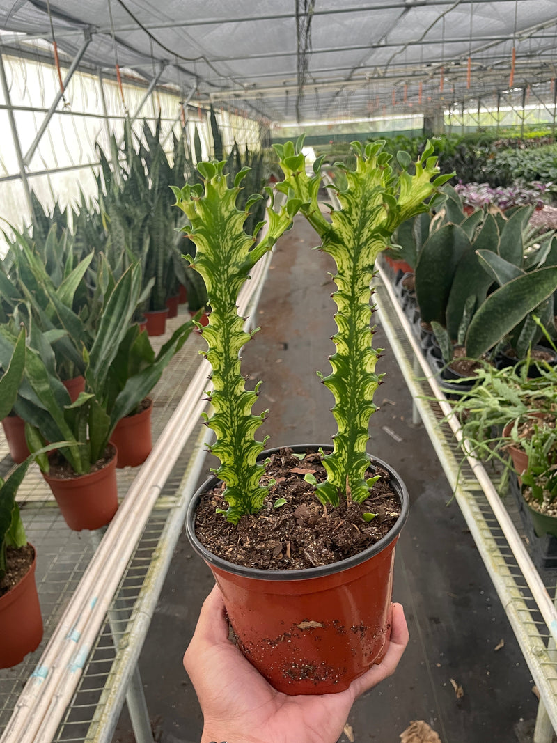 Euphorbia 'Mint Cream' Indoor Plant at All About Planties