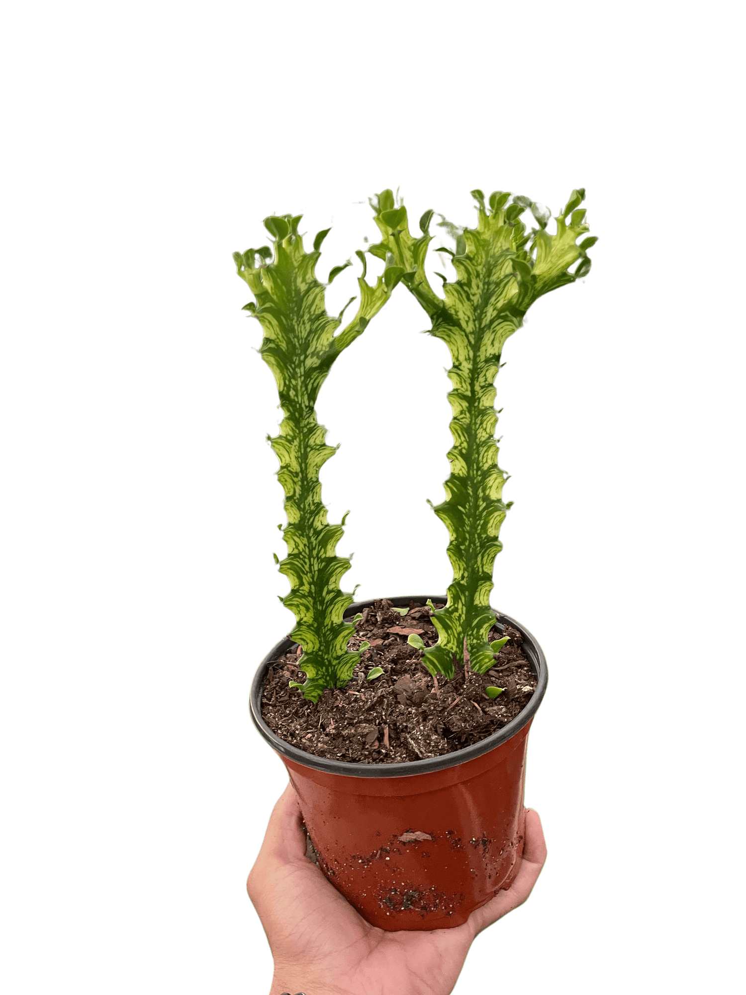 peppermint stick succulent Euphorbia 'Mint Cream' Cactus