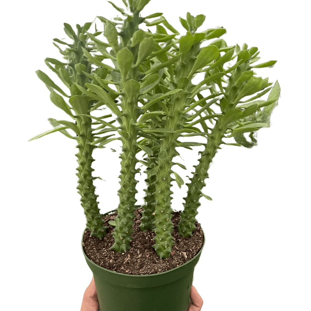 Euphorbia 'Sausage Spurge' Indoor Plant at All About Planties