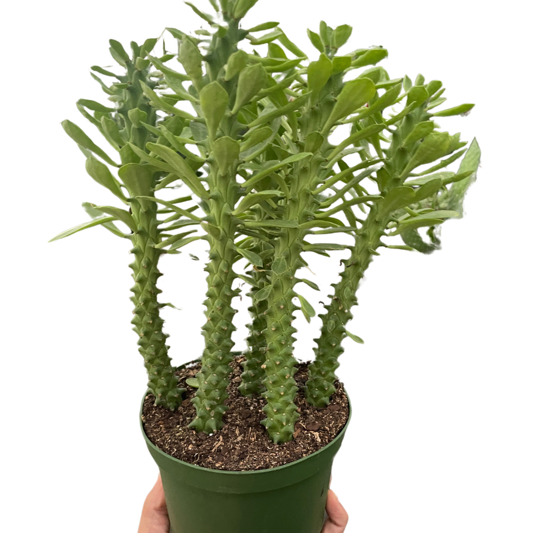 Euphorbia 'Sausage Spurge' Indoor Plant at All About Planties