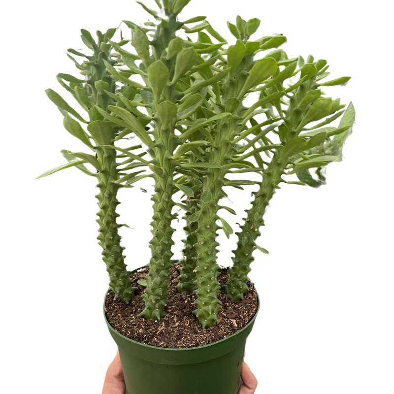 Euphorbia 'Sausage Spurge' Indoor Plant at All About Planties