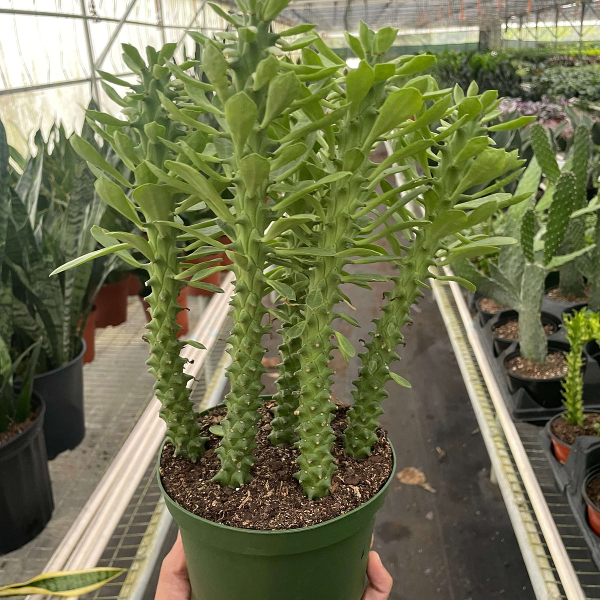 Euphorbia 'Sausage Spurge' Indoor Plant at All About Planties