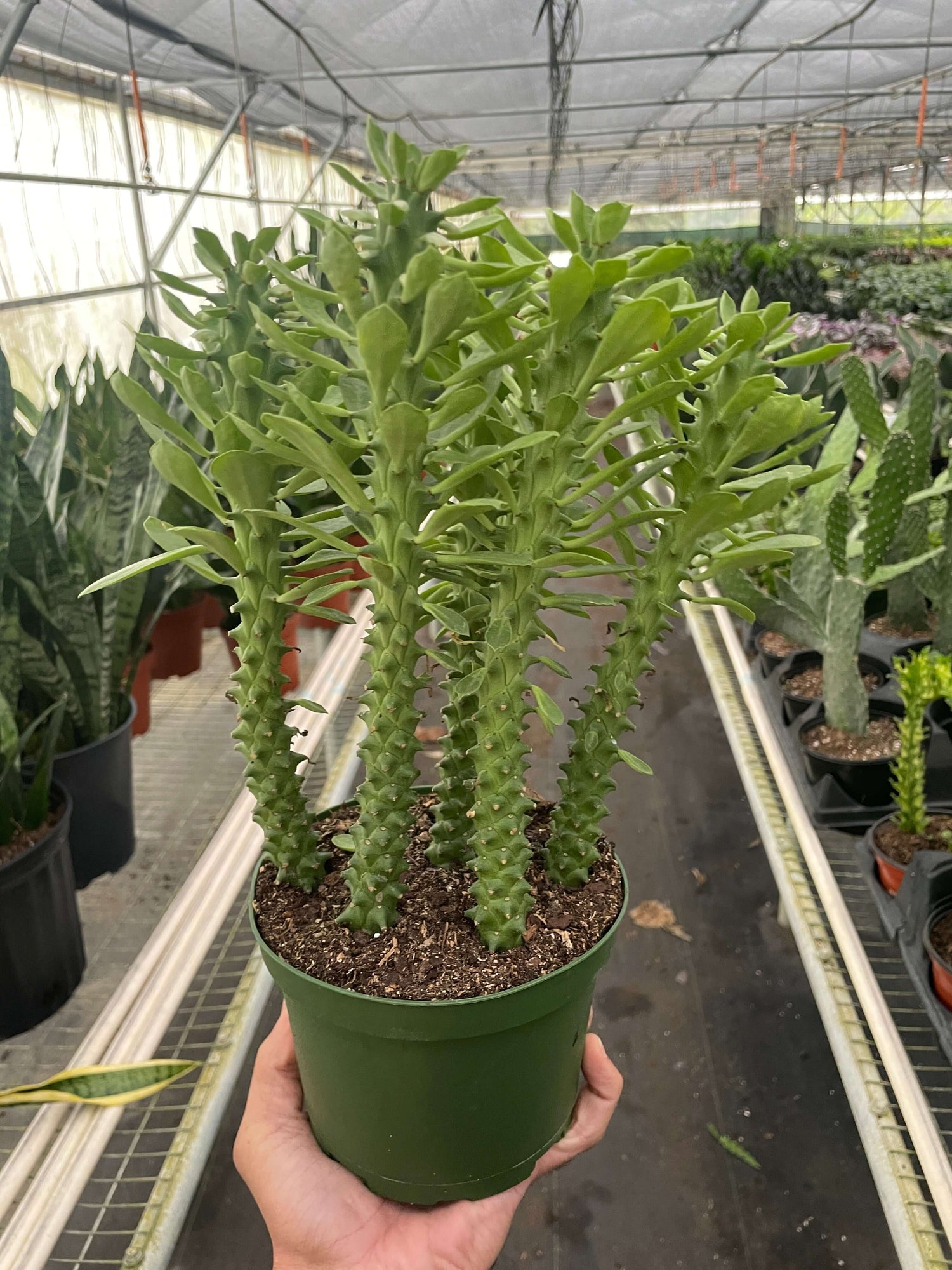 sausage plant succulent Euphorbia 'Sausage Spurge' | Easy Care Houseplant