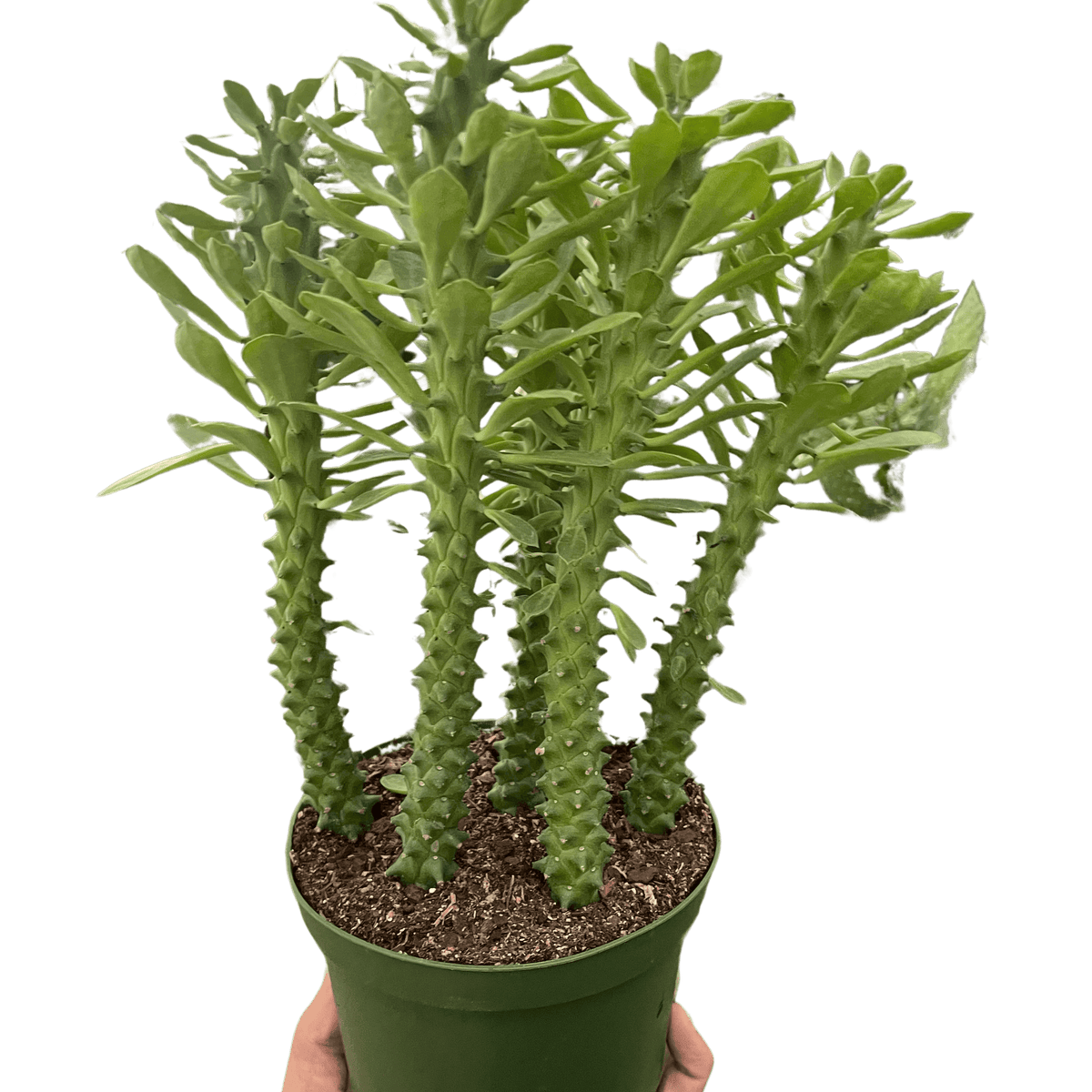 Euphorbia 'Sausage Spurge' Indoor Plant at All About Planties