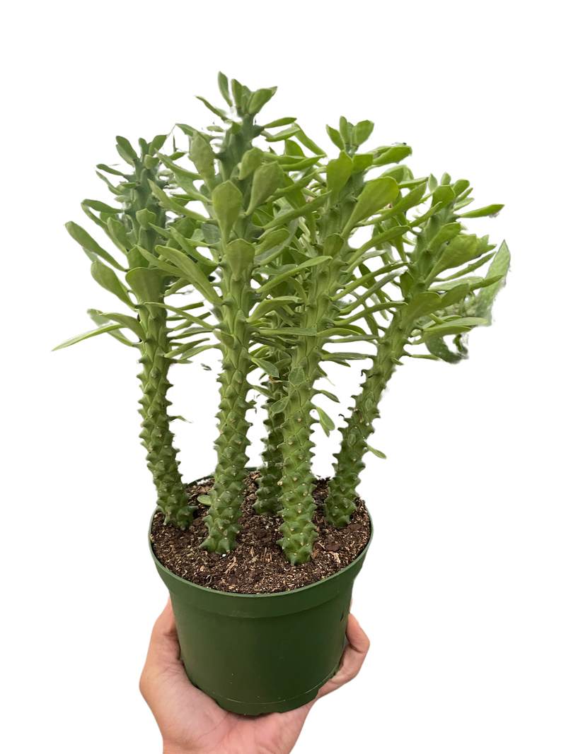 Euphorbia 'Sausage Spurge' Indoor Plant at All About Planties