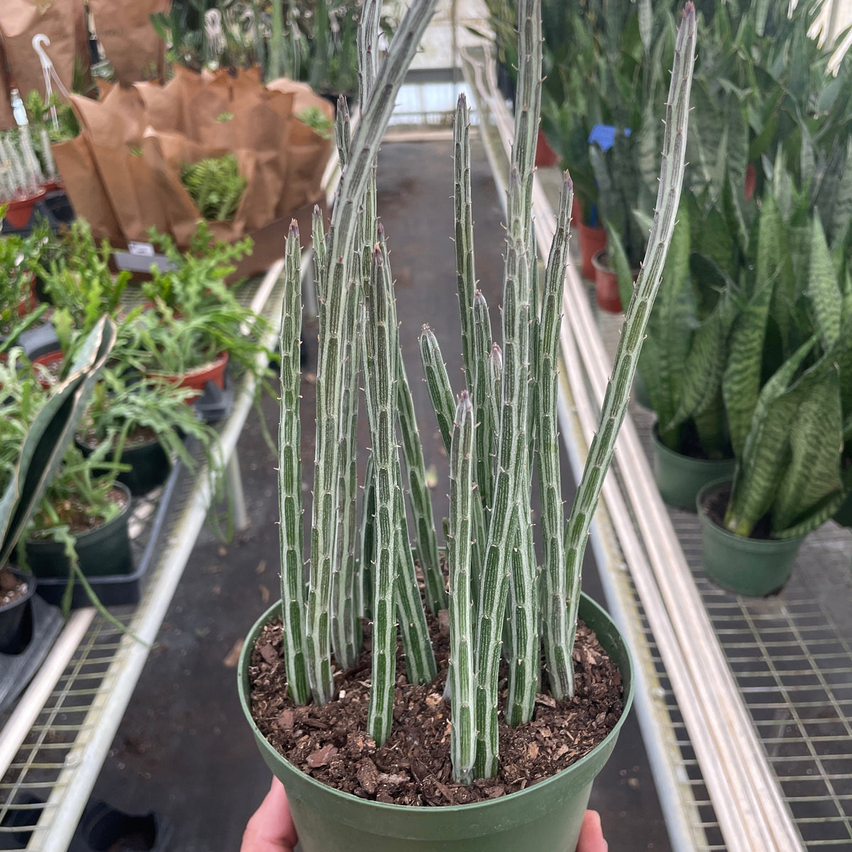 Senecio Stapeliiformis | Pickle Plant Indoor Plant at All About Planties