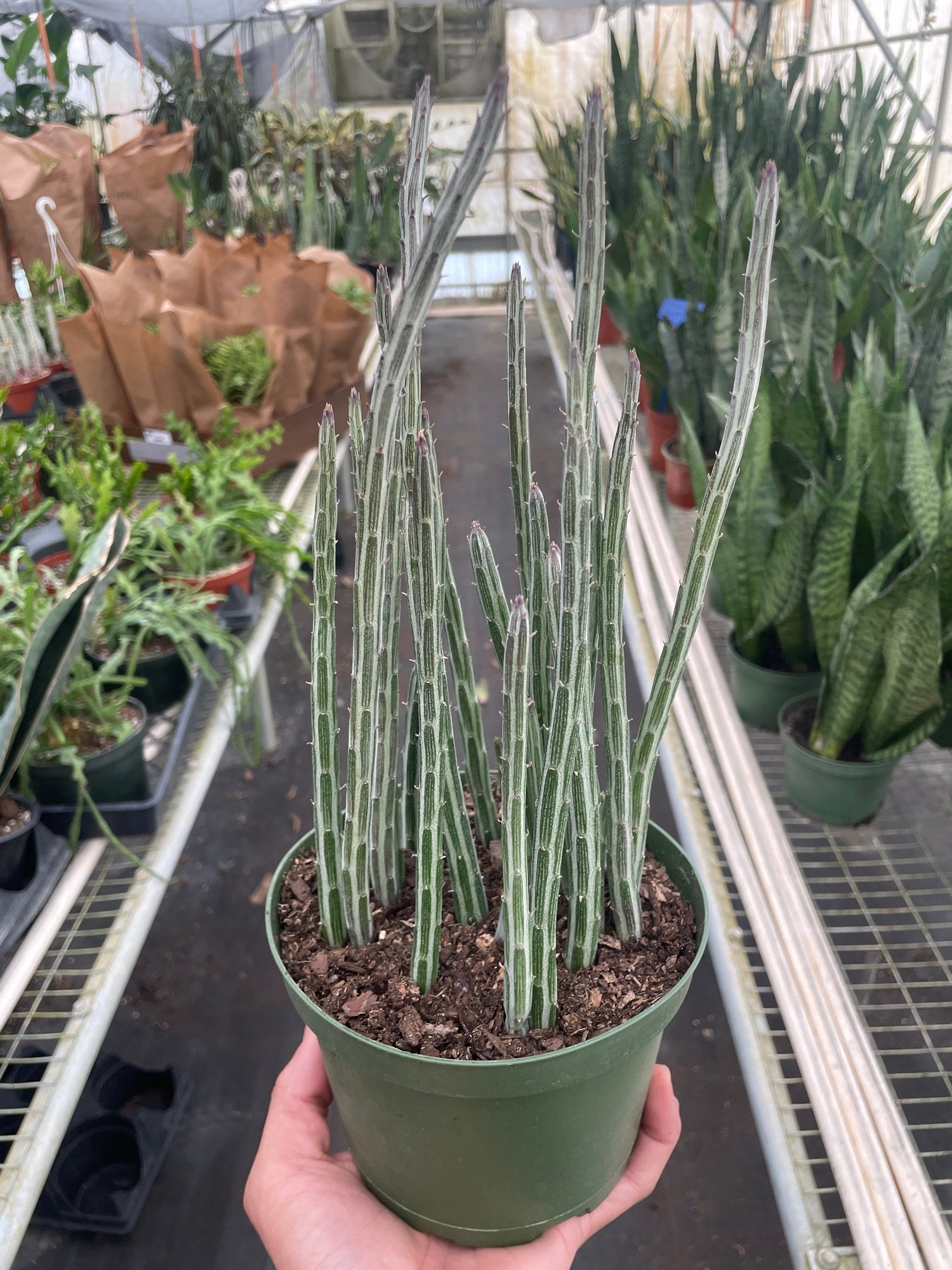 kleinia succulent Pickle Plant Senecio Stapeliiformis