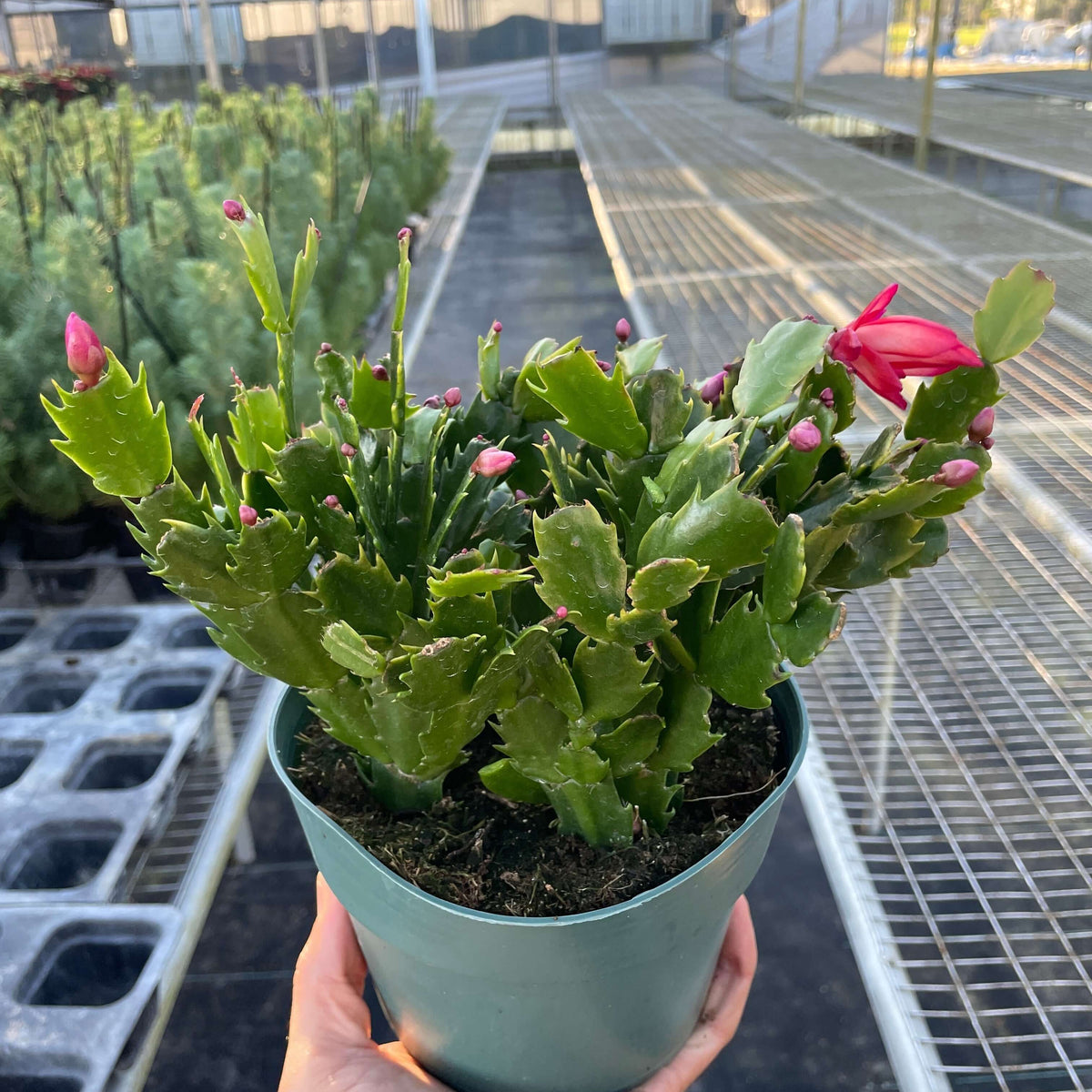 Potted Christmas cactus plant held in a greenhouse setting