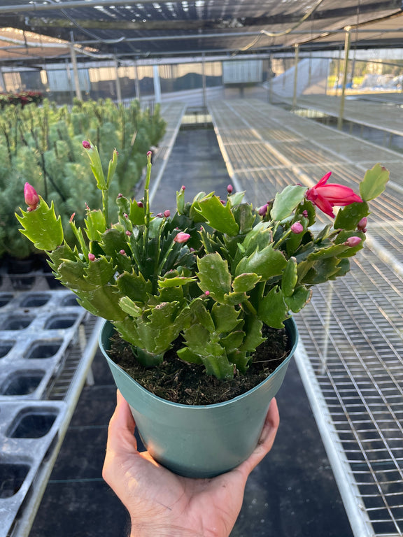 Potted Christmas cactus plant held in a greenhouse setting