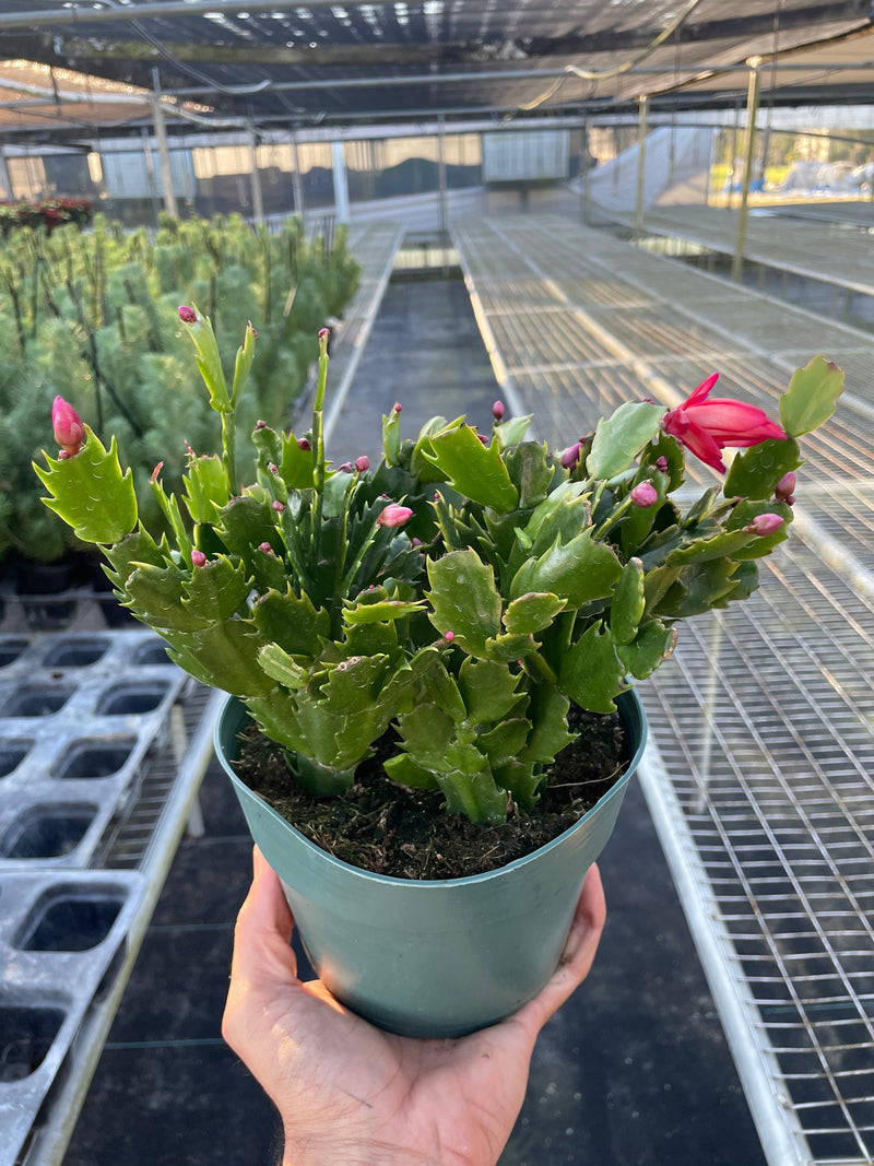 Potted Christmas cactus plant held in a greenhouse setting