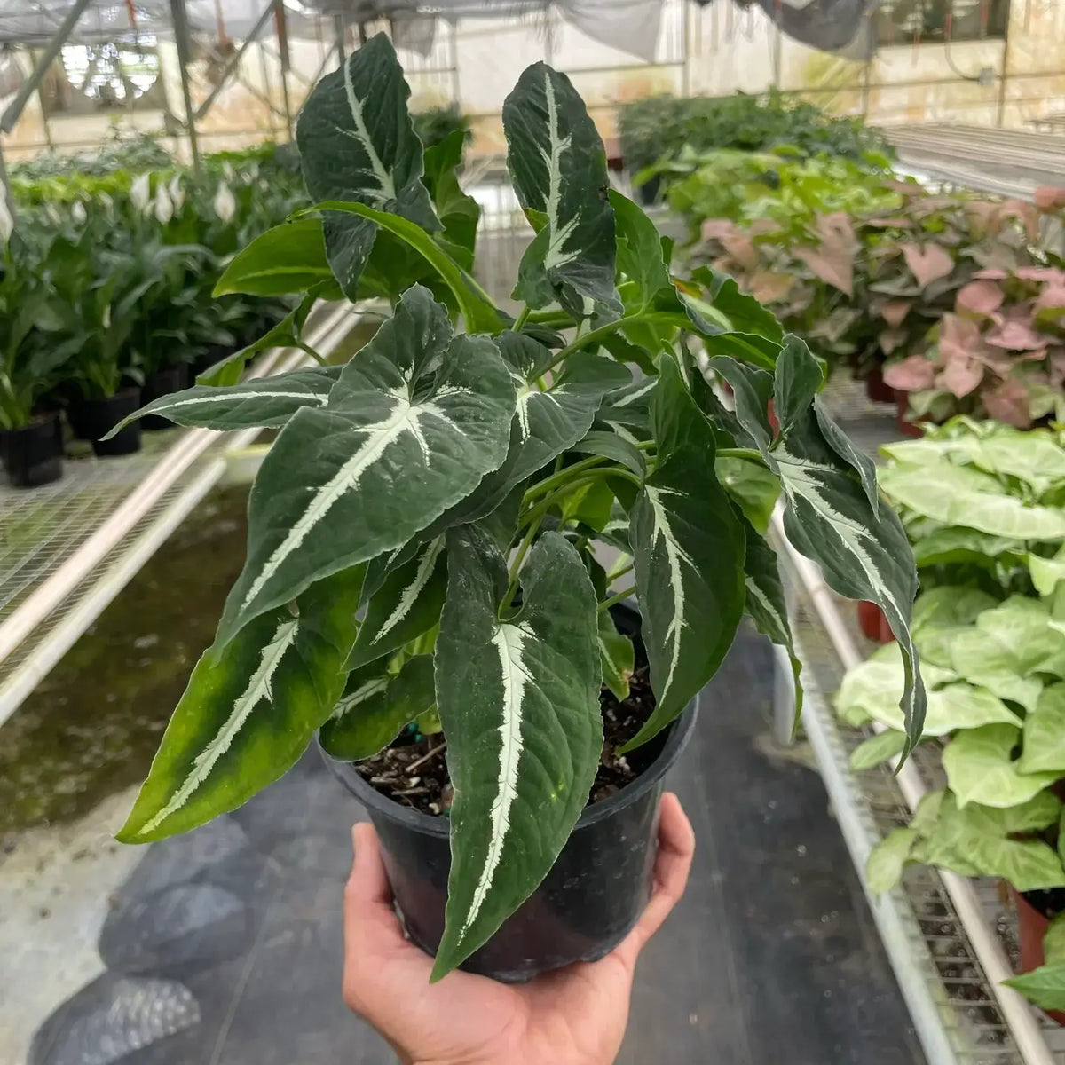 syngonium black velvet plant 6inch in a nursery