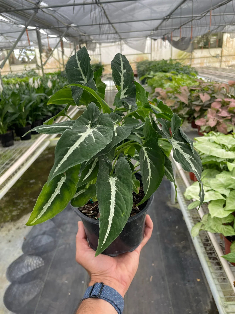 syngonium black velvet plant 6inch in a nursery