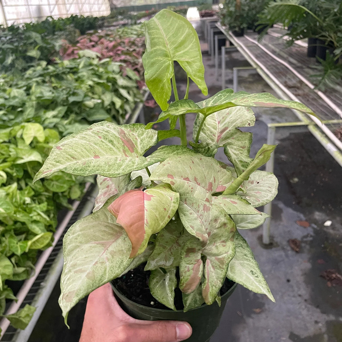 syngonium confetti plant in a nursery pot
