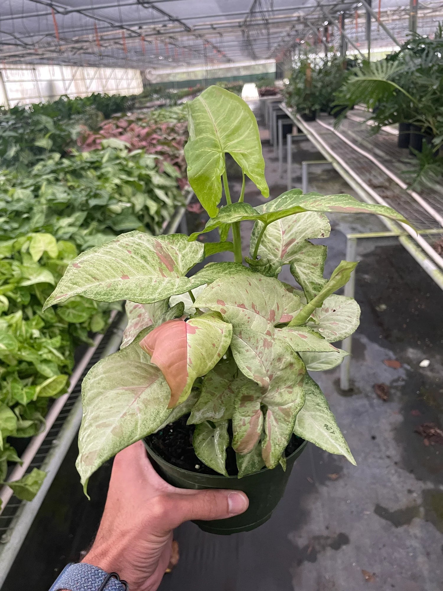 syngonium confetti plant in a nursery pot