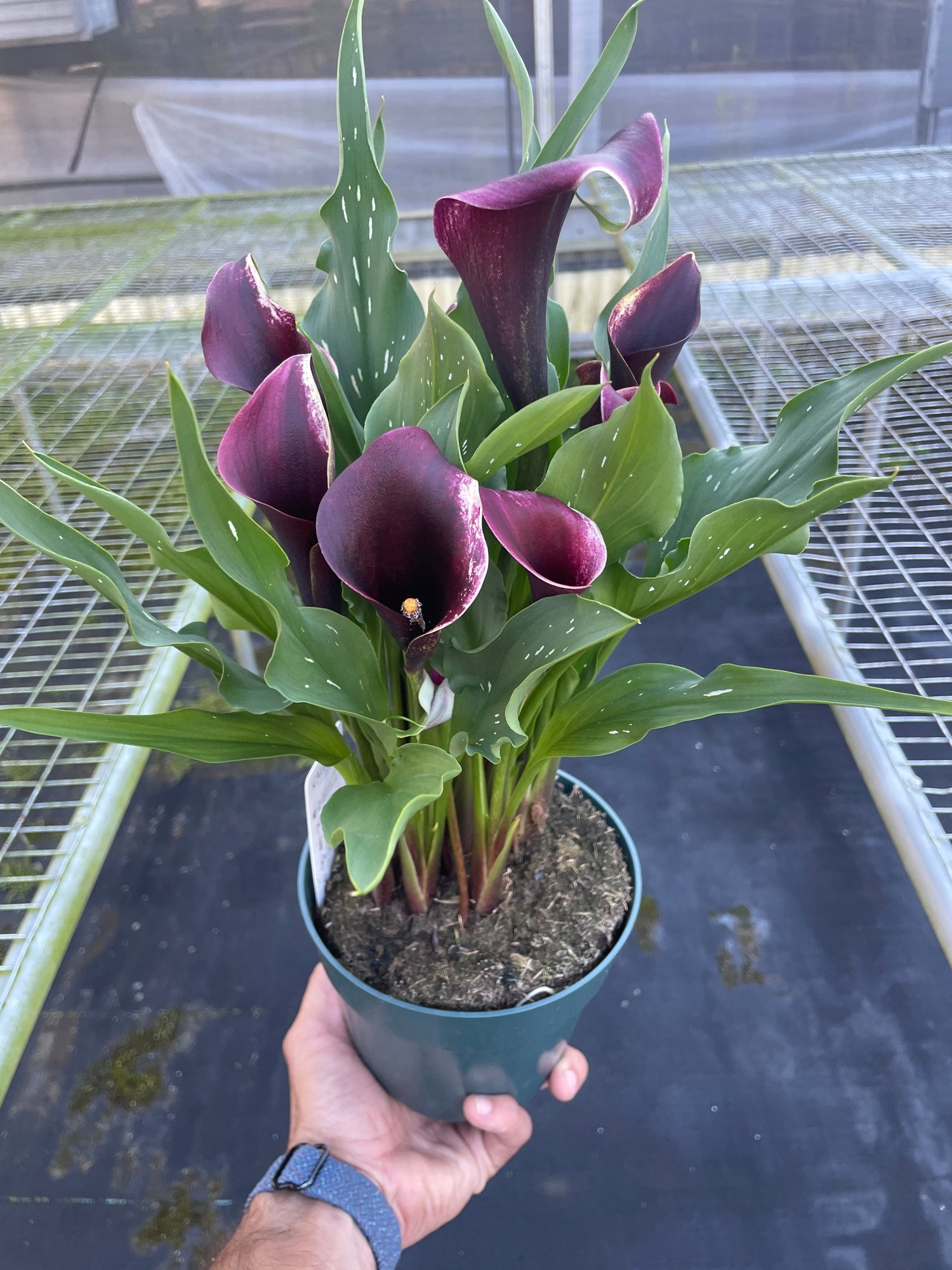 Dark Purple Calla Lily | Elegant Flowering Houseplant | All About Planties