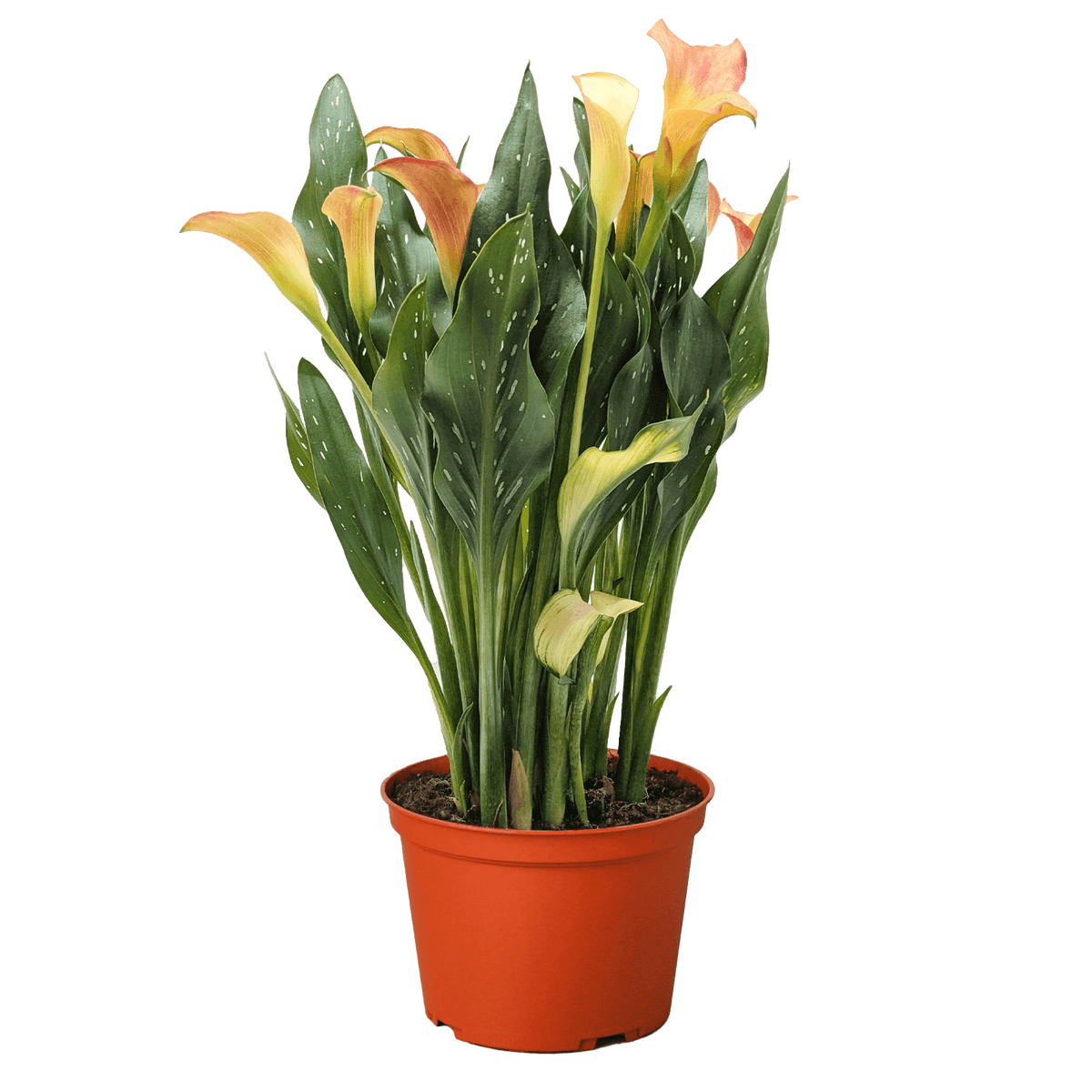 Calla Lily