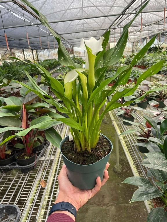 calla lily plants near me Calla Lily - Elegant Flowering Plant