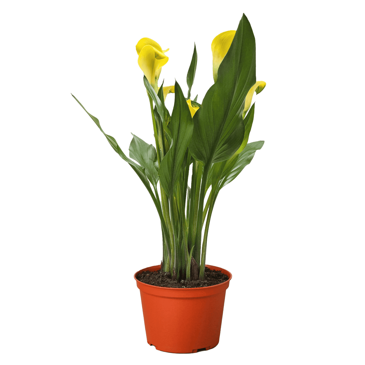 Calla Lily