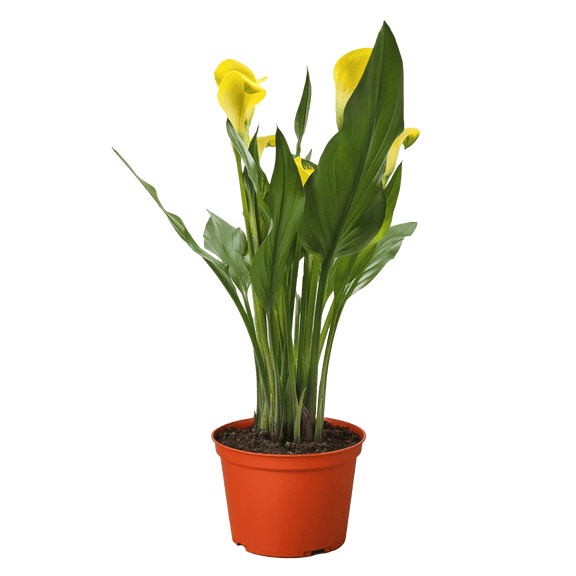 is calla lily an indoor or outdoor plant Calla Lily - Elegant Flowering Plant