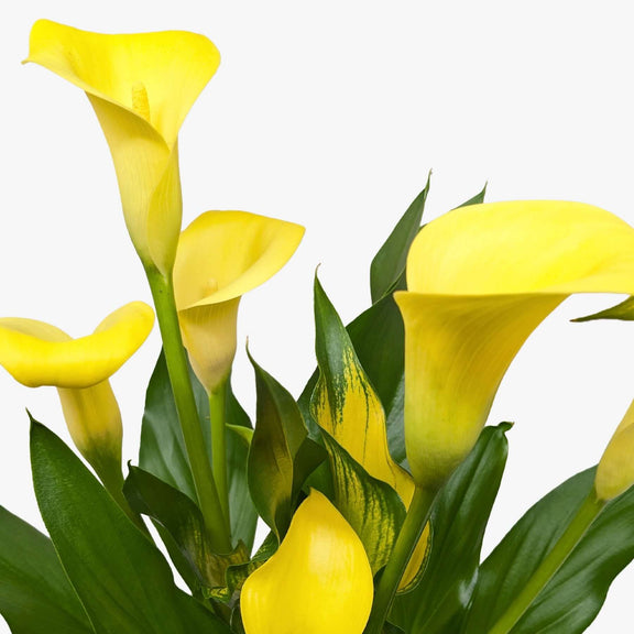 yellow arum lily flower Calla Lily - Elegant Flowering Plant