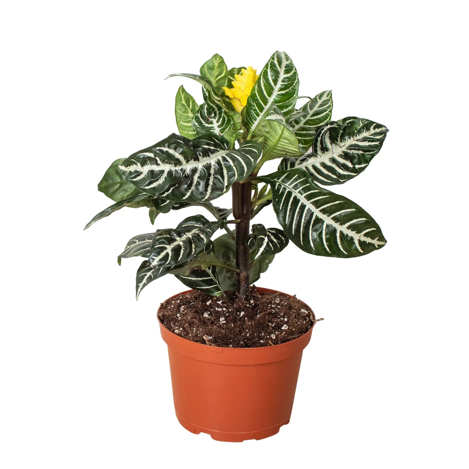 Zebra Plant in 6inch orange nursery pot - Tropical houseplant with striped foliage for sale