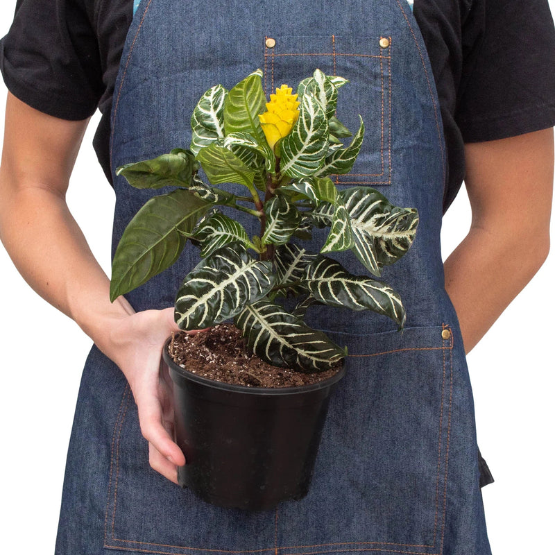 Planta cebra