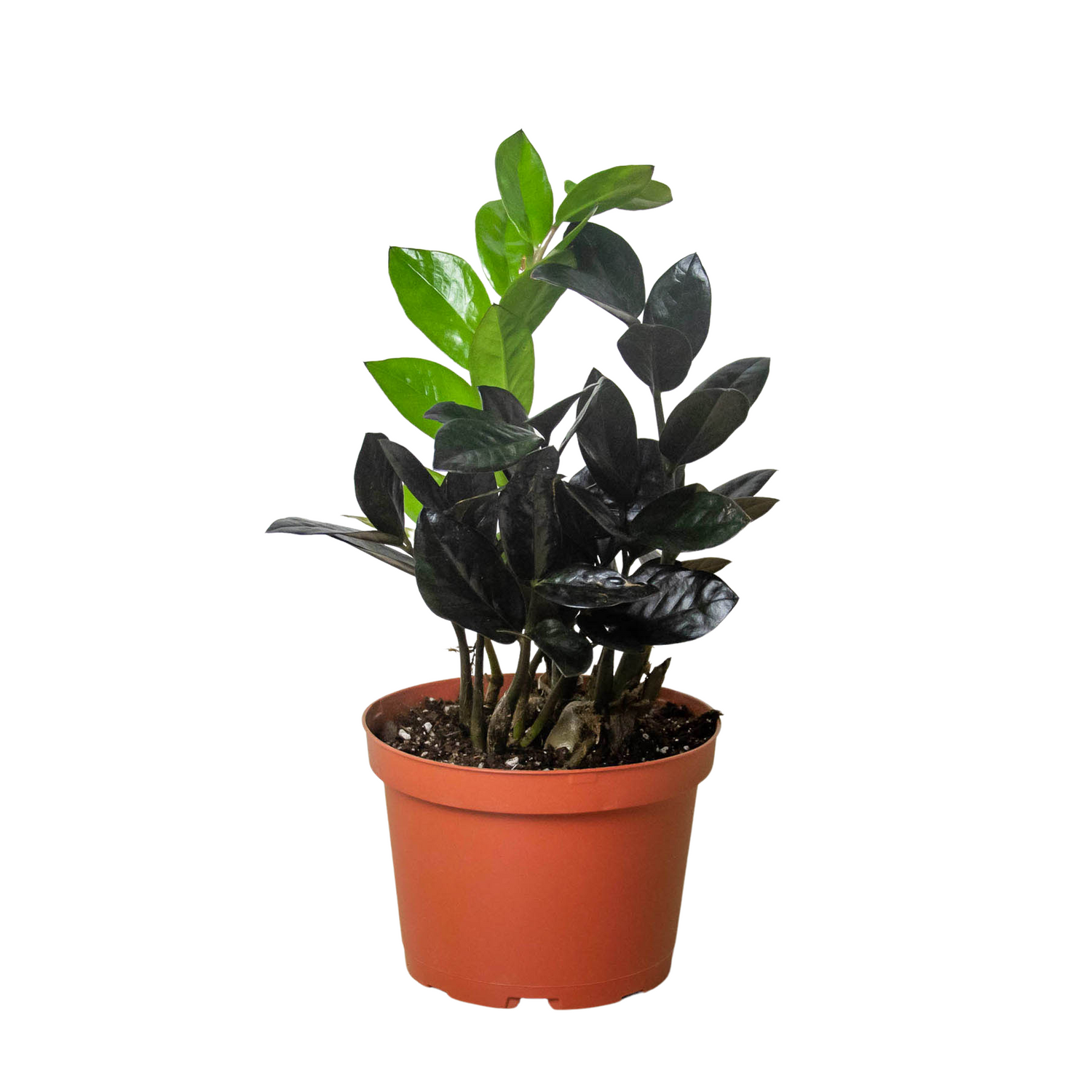 Black ZZ Plant Raven - Easy Care Low Light Houseplant for Delivery Black ZZ Plant Raven - Easy Care Low Light Houseplant for Delivery