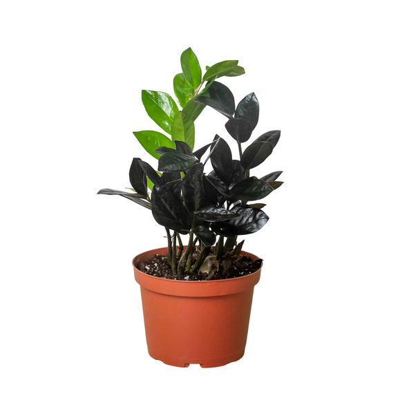 Black ZZ Plant in pot