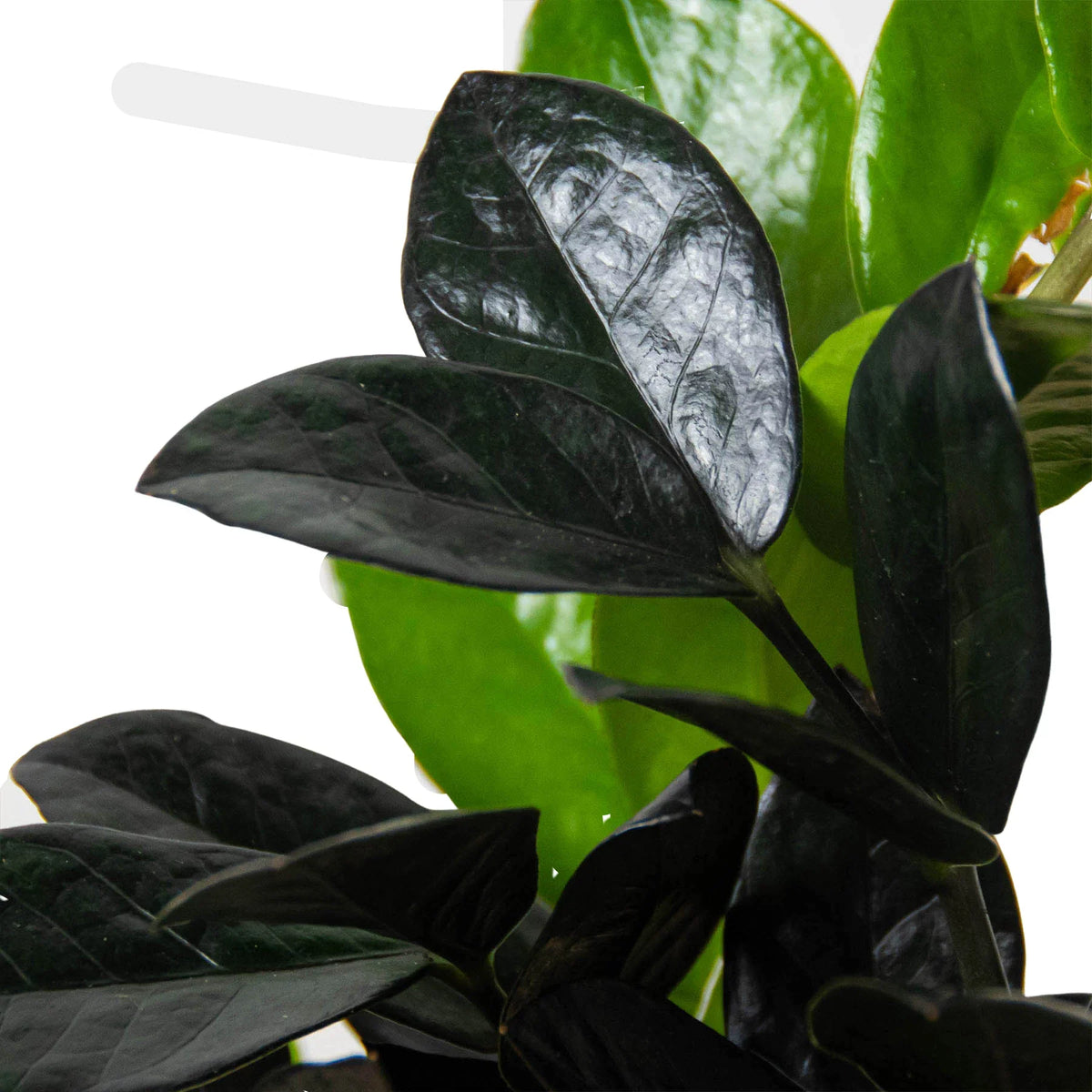black raven zz plant price ZZ 'Black Queen' Indoor Low-Light Plant