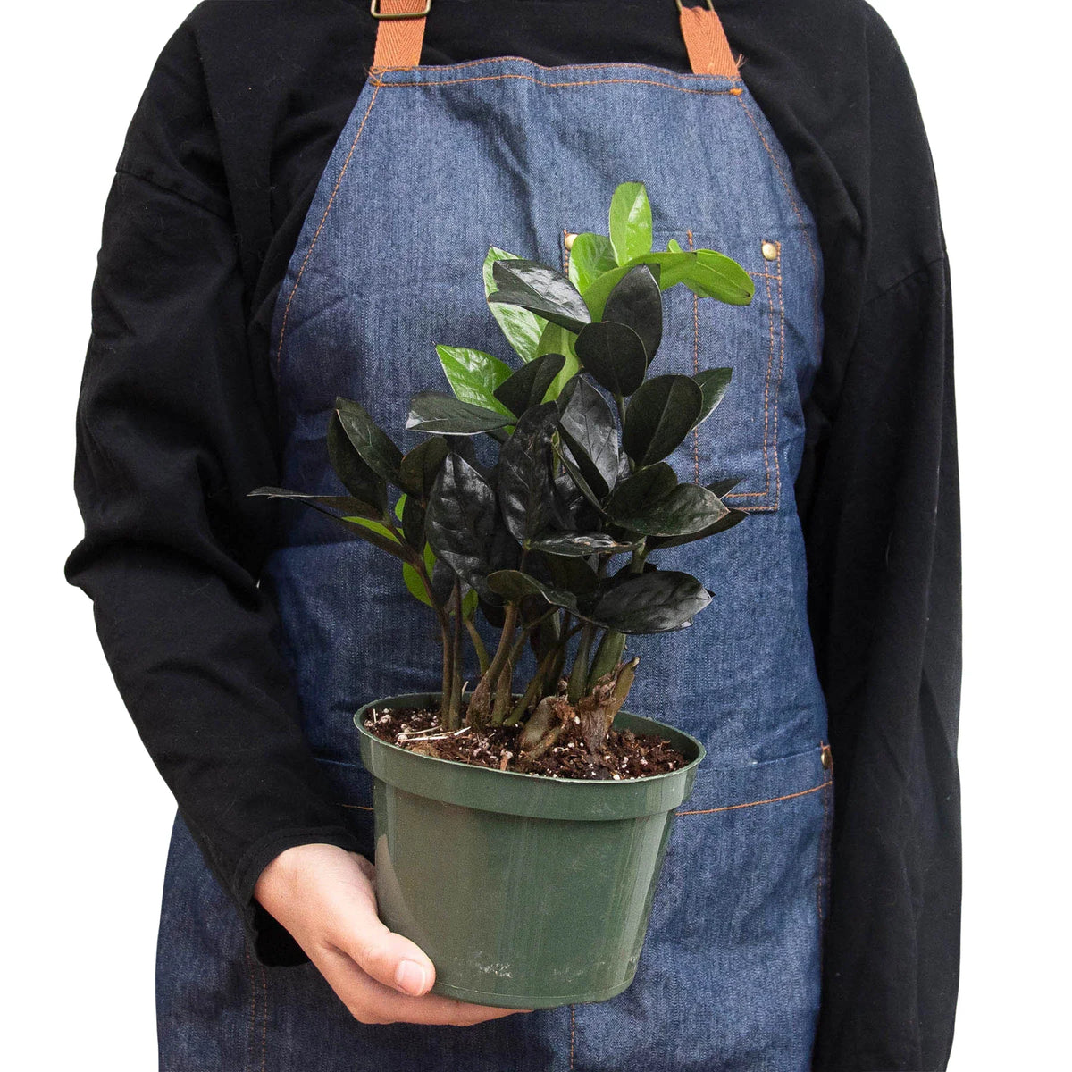 Rare Black Raven ZZ Plant - Zamioculcas zamiifolia - 6