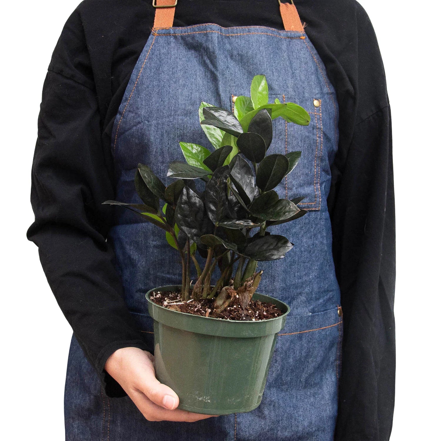 zz black raven plant Black ZZ Plant Raven