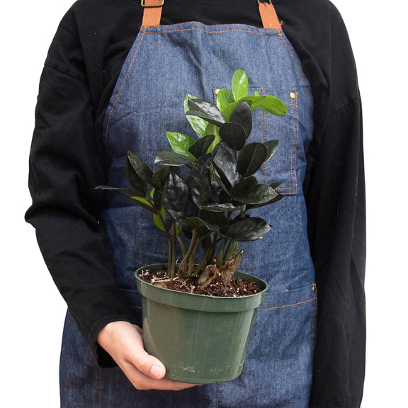 black zz plant pet safe Black ZZ Plant Raven