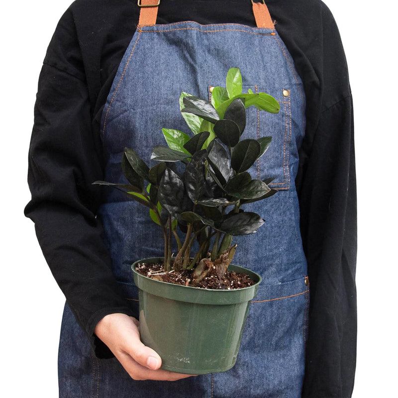 Person with Black ZZ Plant in pot