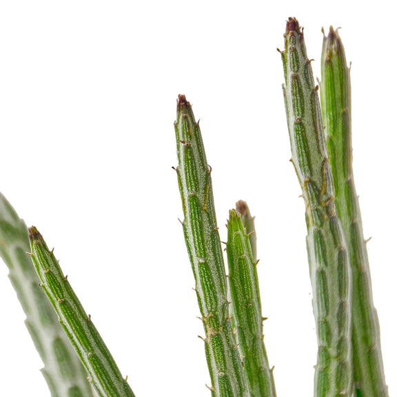 Senecio Stapeliiformis | Pickle Plant Indoor Plant at All About Planties