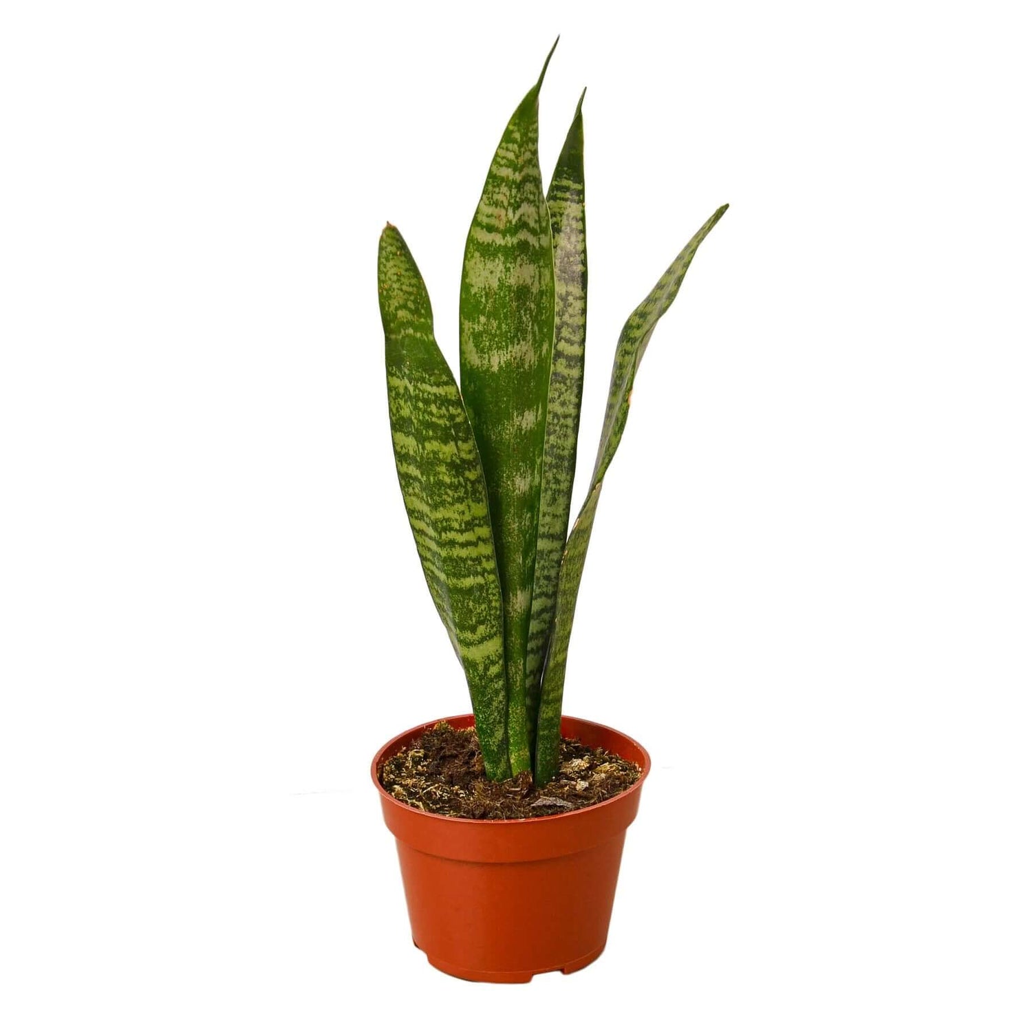 Snake Plant 'Zeylanica' Indoor Plant at All About Planties