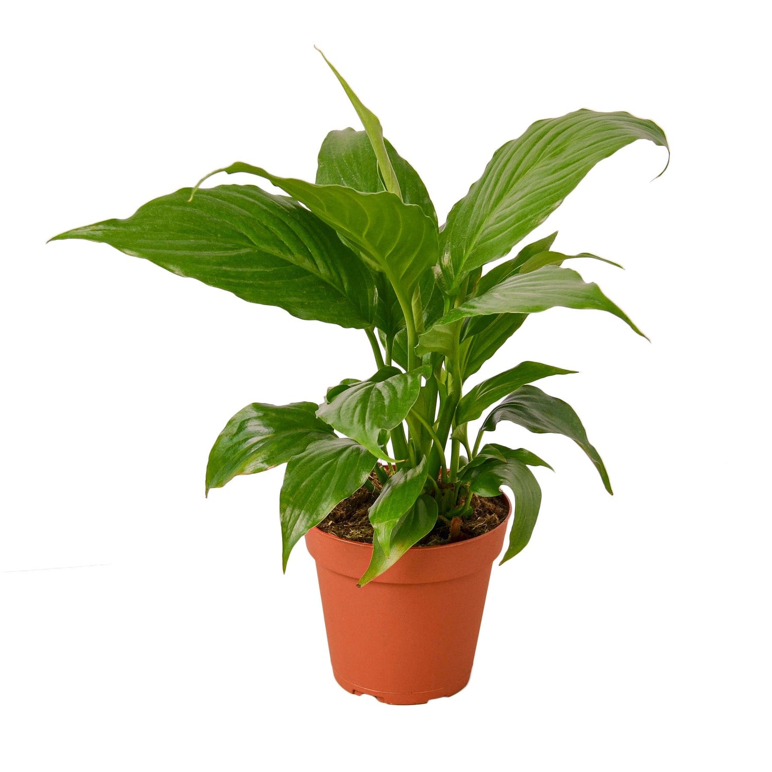 peace lily orange Peace Lily