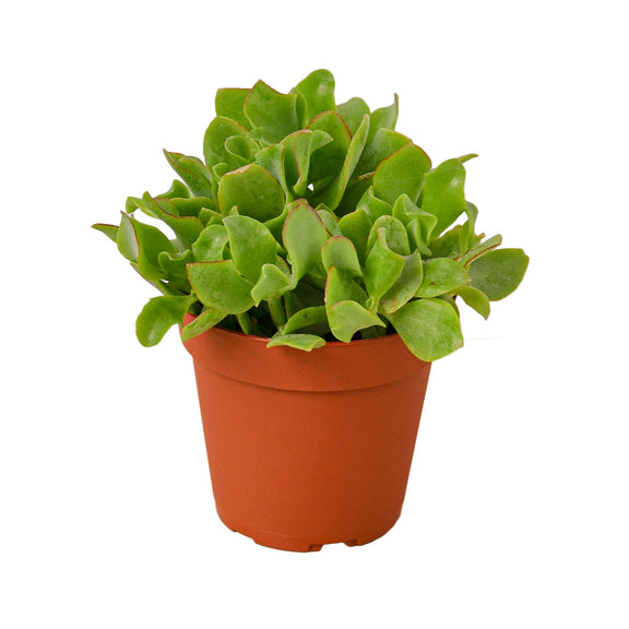 wavy leaf jade plant Ripple Jade Succulent
