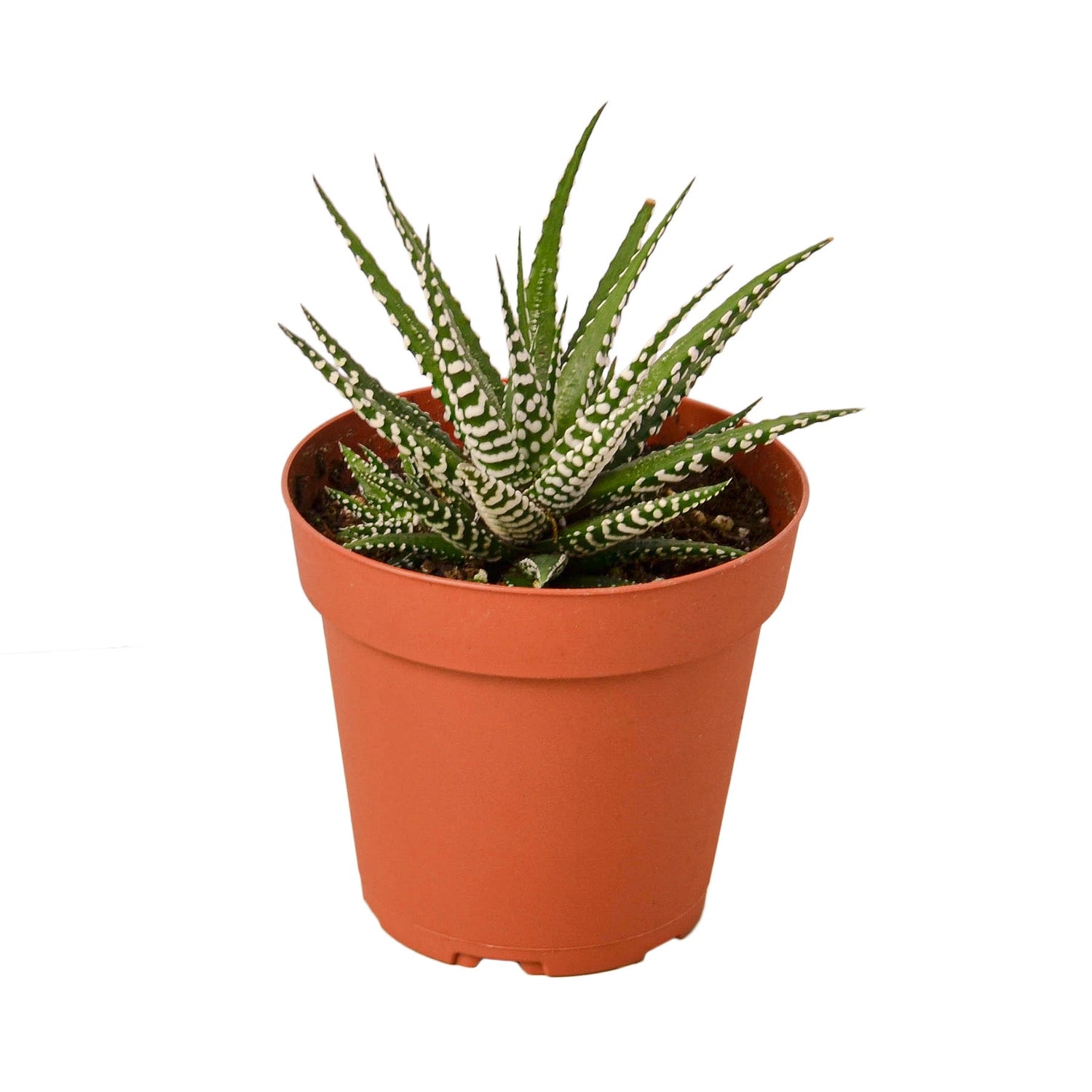 mermaid tail succulent near me Mermaid Tail Succulent Euphorbia