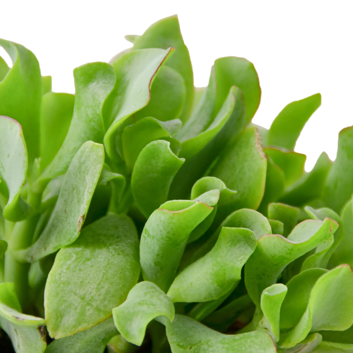 Ripple Jade Succulent Indoor Plant at All About Planties