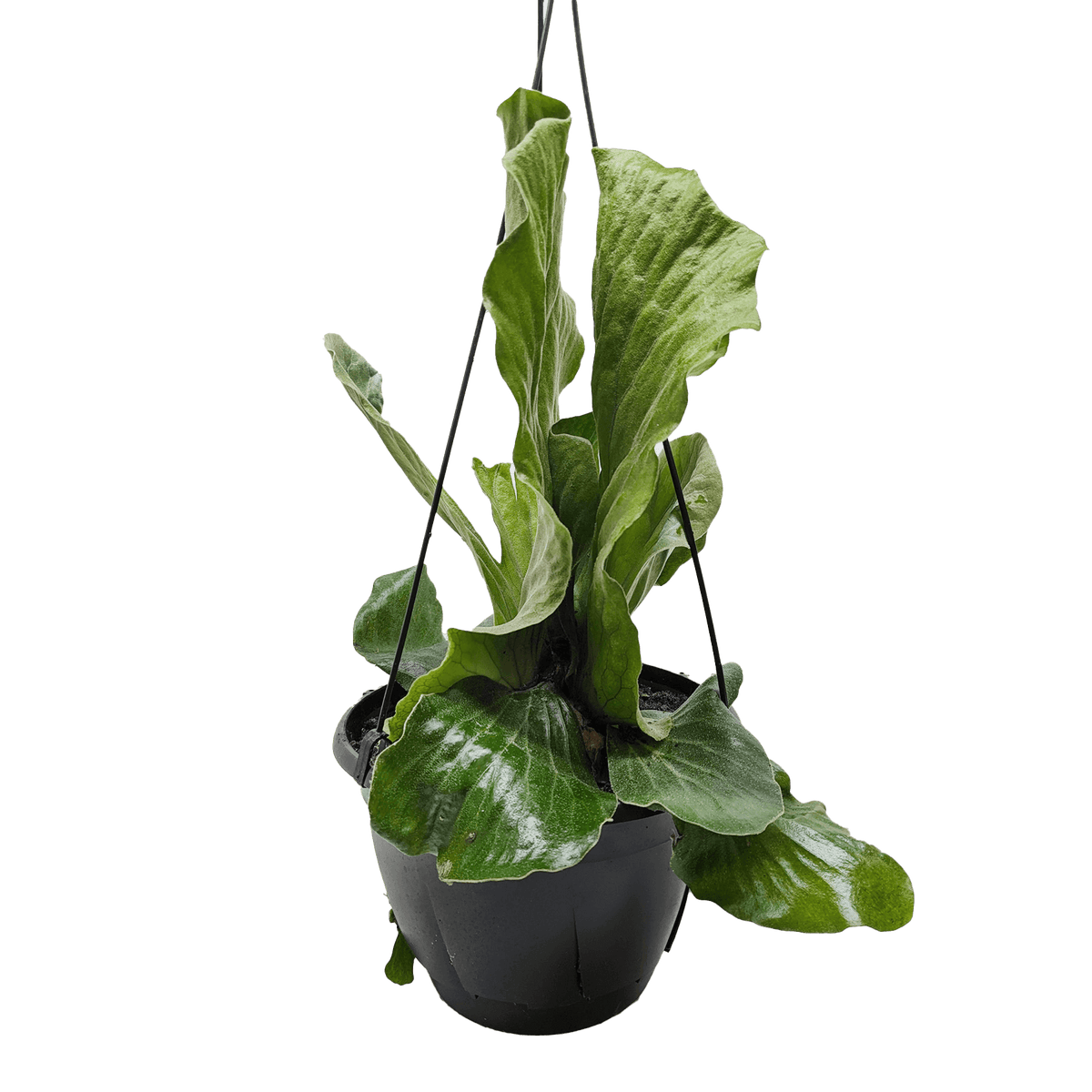 Hanging potted plant with large green leaves on a white background  | All About Planties™