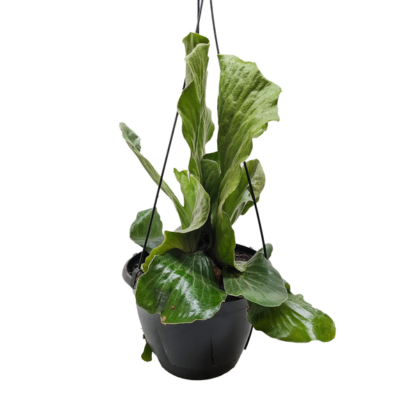 Hanging potted plant with large green leaves on a white background