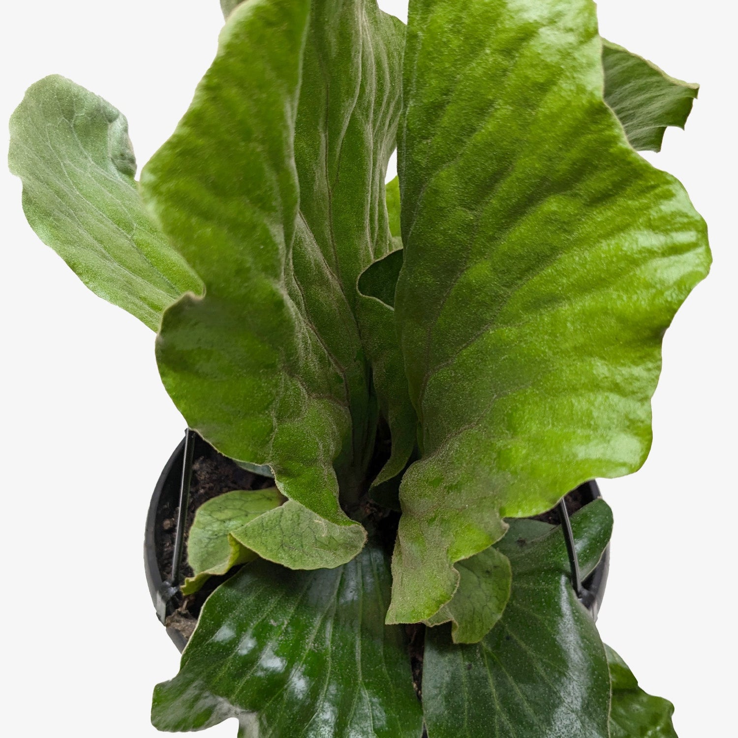Green potted plant with large leaves on a white background