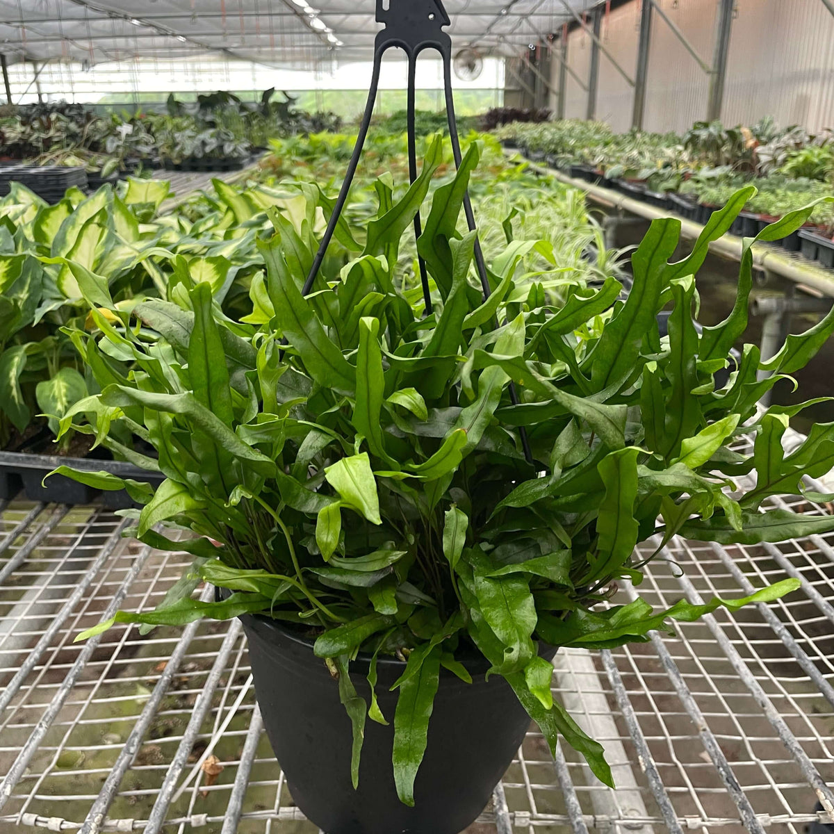 Fern 'Kangaroo Paw'