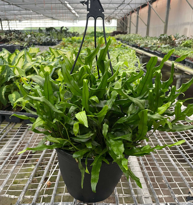 Helecho 'pata de canguro'