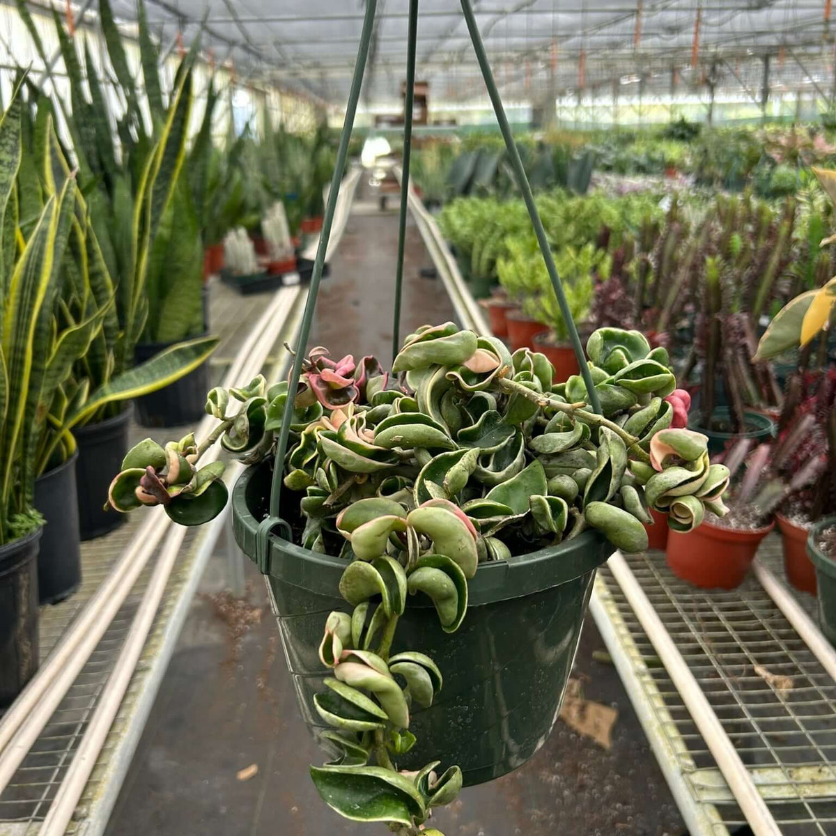 Hoya 'Rope Plant' Variegated Plants at All About Planties