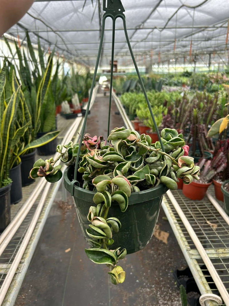 Hoya 'Rope Plant' Variegated Plants at All About Planties