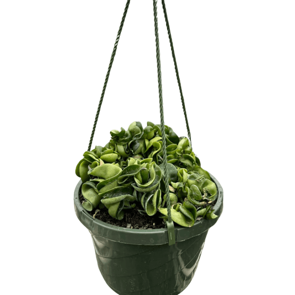 spider rope plant The Snobby Leaf | Hoya Rope Plant - 6 inch Pot